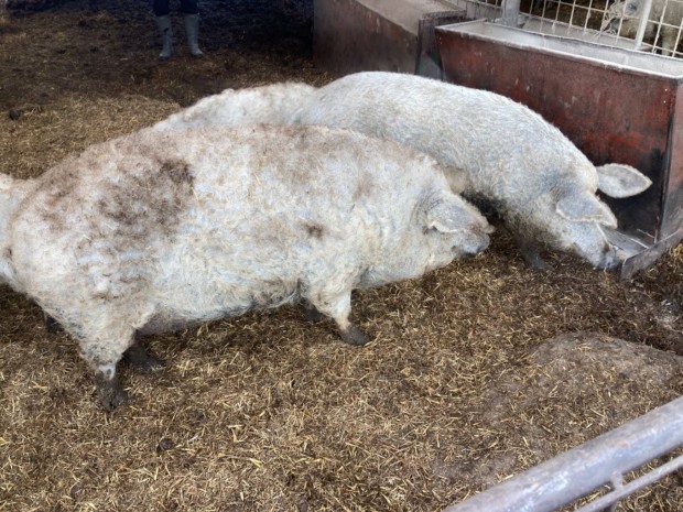 Elad mangalica