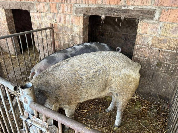 Elad mangalica X durock keverek!