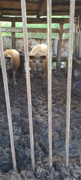 Elad mangalica !