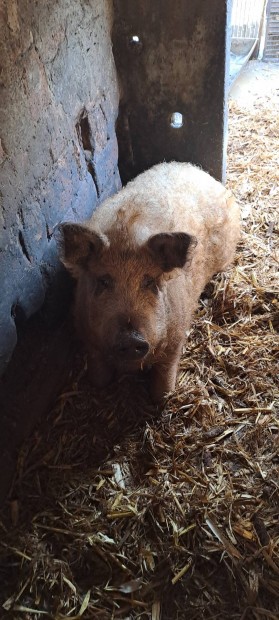 Elad mangalica! 