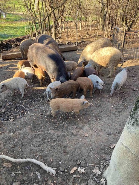 Elad mangalica, duroc malacok!