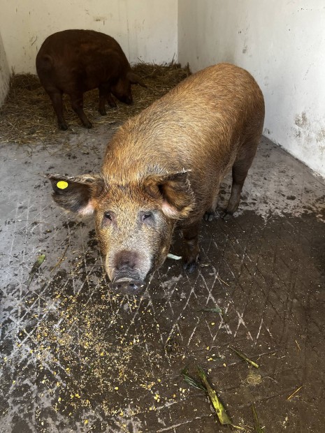 Elad mangalica durok keverk hz