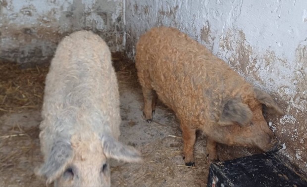 Elad mangalica emsk 