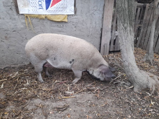 Elad mangalica s egy mangalica laply serts