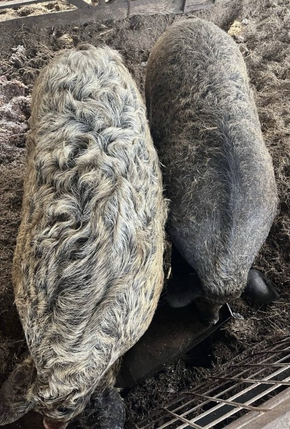 Elad mangalica flvr hzk! 