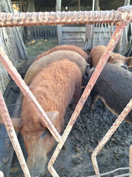 Elad mangalica hzk