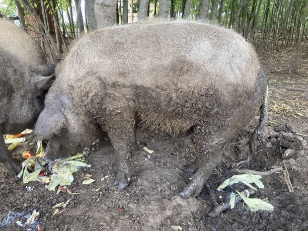 Elad mangalica kan