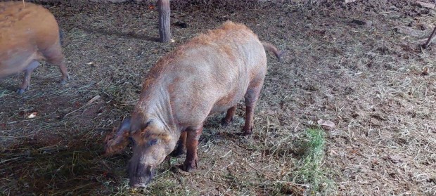 Elad mangalica kan