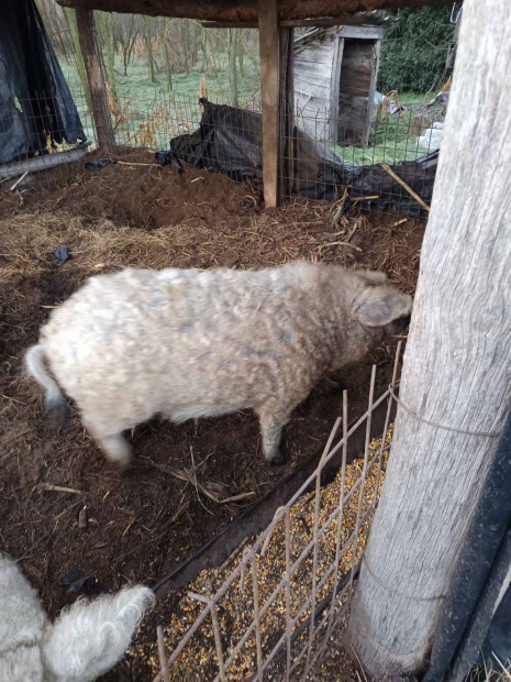 Elad mangalica kan