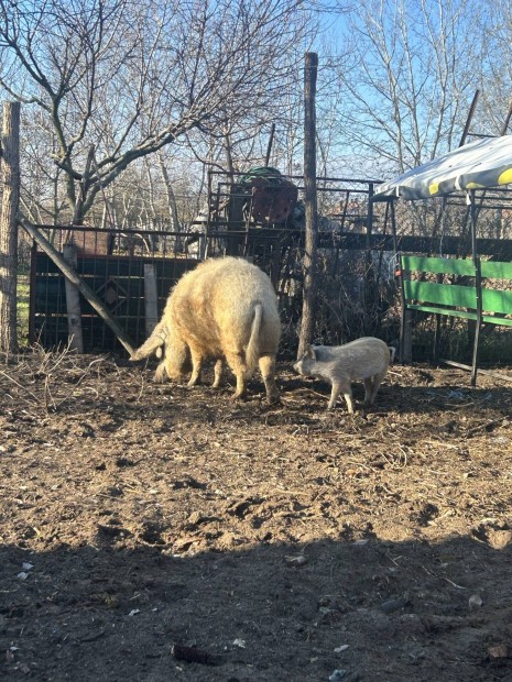 Elad mangalica koca malacokal