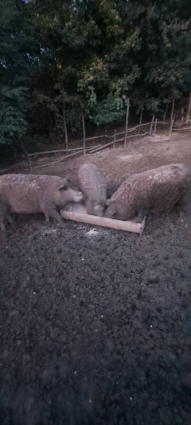 Elad mangalica kock!