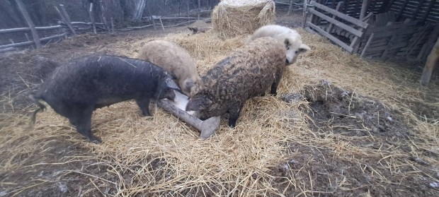 Elad mangalica kock+kan!