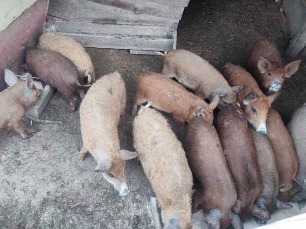 Elad mangalica malac