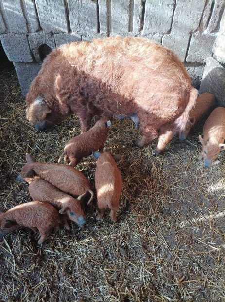 Elad mangalica malacok 