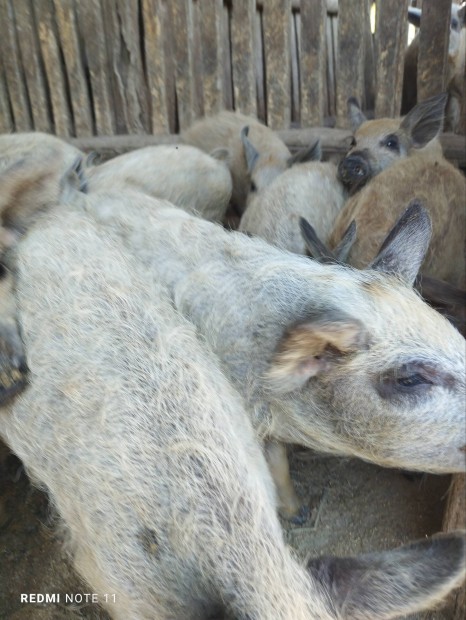 Elad mangalica malacok 