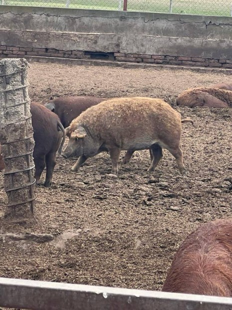 Elad mangalica serts!