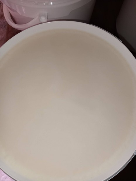 Elad� mangalica sert�s zs�r