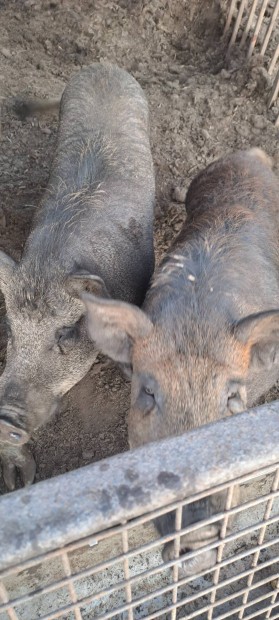 Elad mangalica vietnmikeverk hzk! 