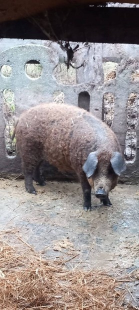 Elad mangalica x durock rtn