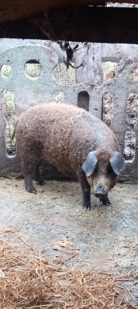 Elad mangalica x durok rtn