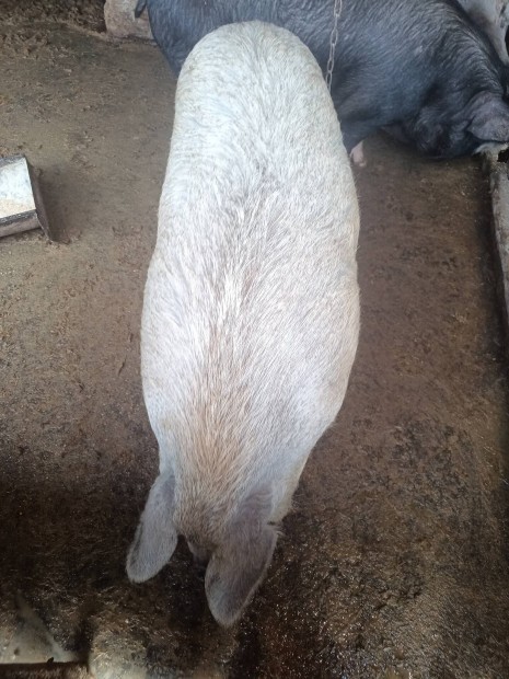 Elad mangalica x nagyfehr keverk hz koca serts