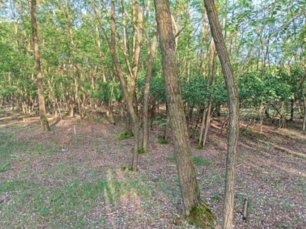 Elad� mez�gazdas�gi, Sikl�s, 57500000 Ft, 129991 nm 950_sri