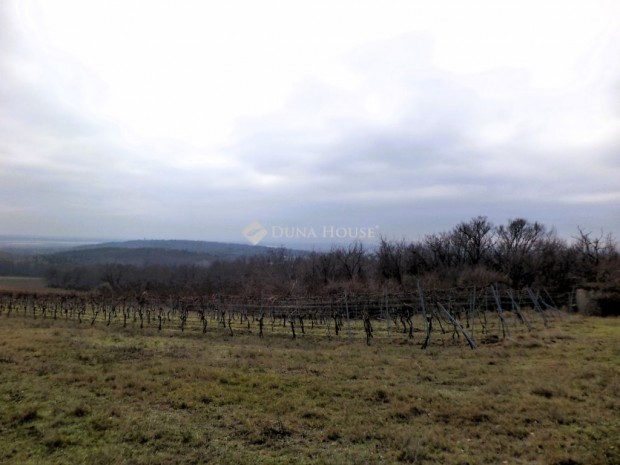 Elad� mez�gazdas�gi, Sukor�