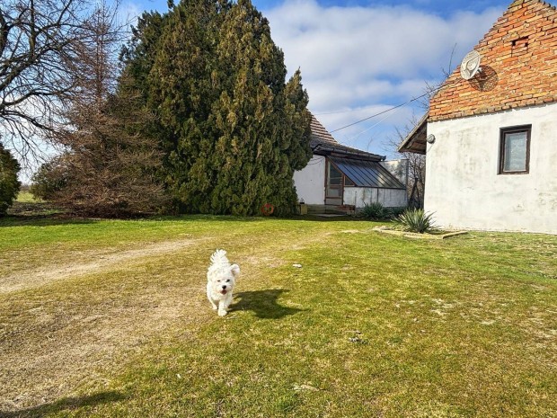 Elad� mez�gazdas�gi, Szatymaz Szatymaz, 31600000 Ft, 87 nm 113_fwh