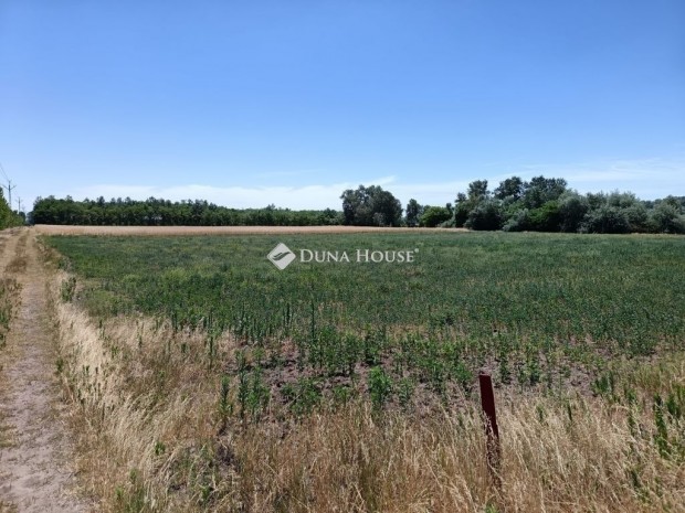 Elad� mez�gazdas�gi, Szeged