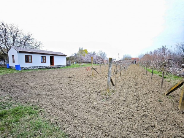 Elad� mez�gazdas�gi, Szeged Sz�reg, 25000000 Ft, 1785 nm 123_fwh