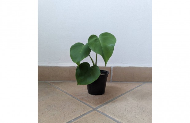 Elad monstera deliciosa knnyezplma 30cm