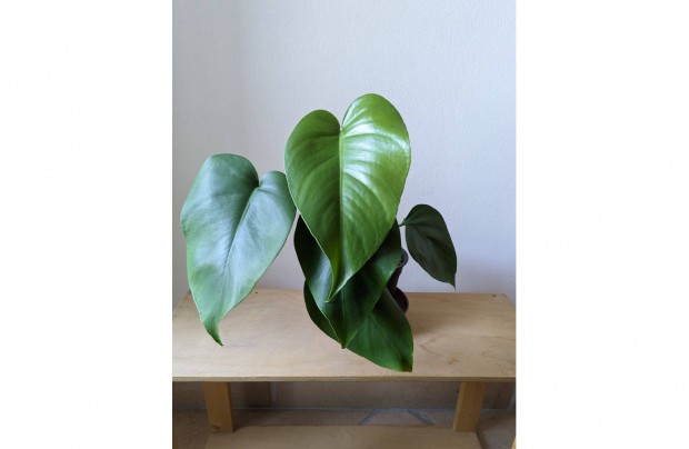 Elad monstera deliciosa knnyezplma 30cm