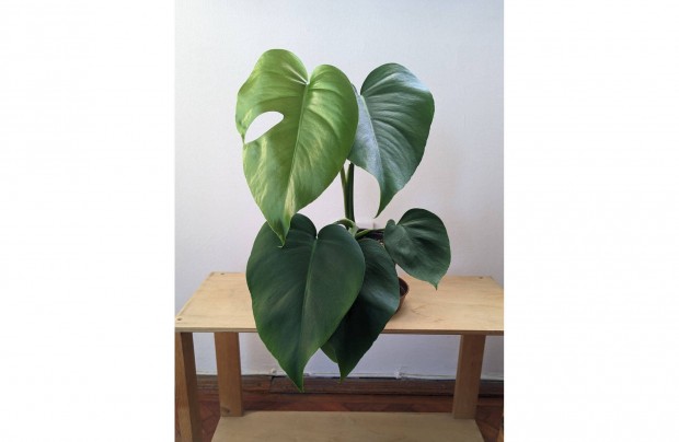 Elad monstera deliciosa knnyezplma 35cm