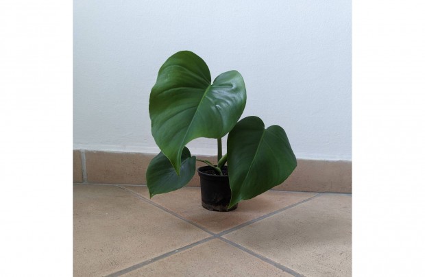 Elad monstera deliciosa knnyezplma 35cm