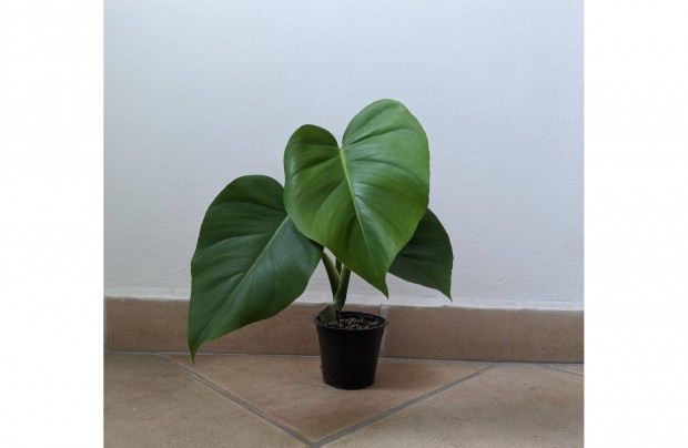 Elad monstera deliciosa knnyezplma 40cm