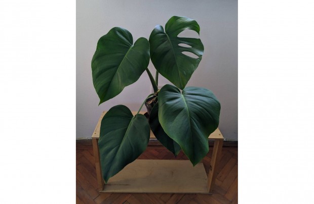 Elad monstera deliciosa knnyezplma 45cm