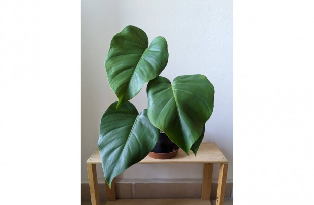 Elad monstera deliciosa knnyezplma 45cm