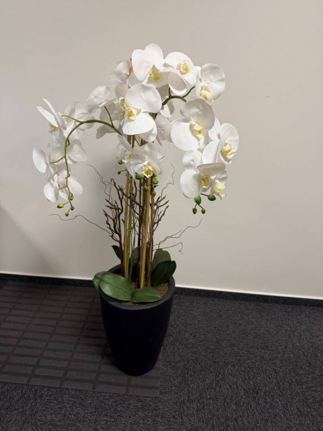 Elad� m� orchidea