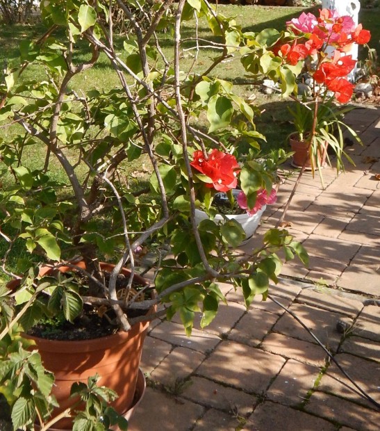 Elad murvafrt (bougainvillea)