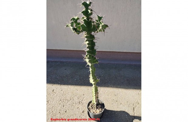 Elad nagymret Euphorbia