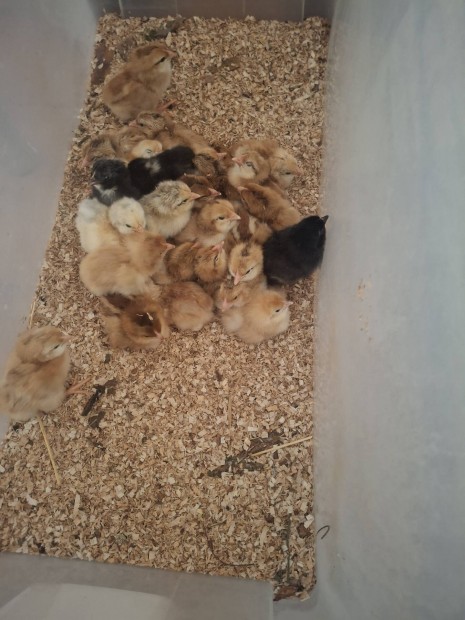 Elad� napos csib�k! 