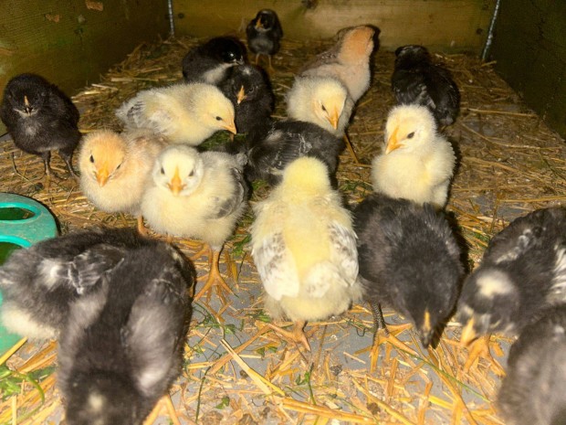 Eladó napos hetes csibe csibék vegyes, szabadon kapirgálós állományból