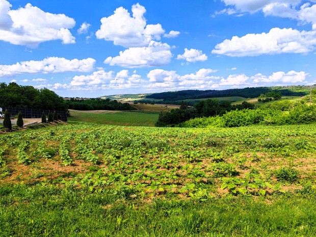 Eladó panorámás Építési Telek Bonyhád-Börzsönyben csend, természet