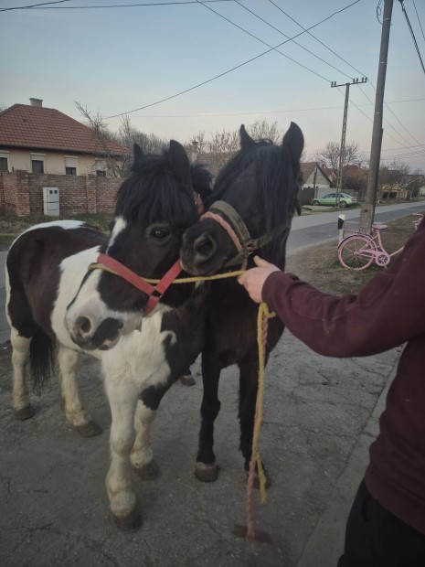 Elad paros poni lovak