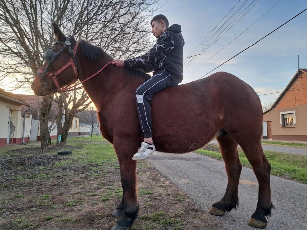 Elad pej sodrott kanca 