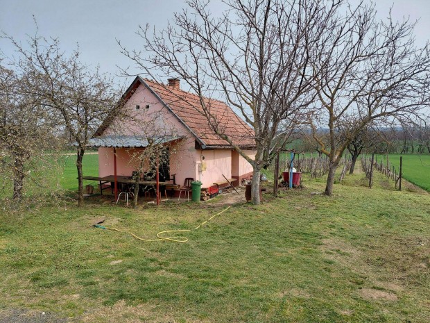 Elad� pince, borospince, sz�l�, pr�sh�z, sz�l�spince Buzs�kon