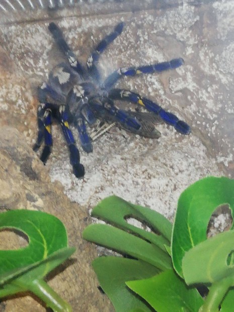 Elad poecilotheria metallica