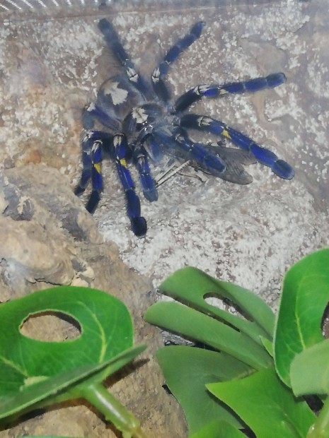 Elad poecilotheria metallica