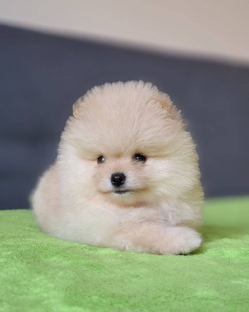Eladó pomerániai törpe spitz pomi pomeranian