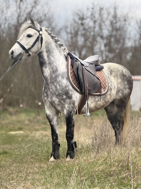Elado poni kanca